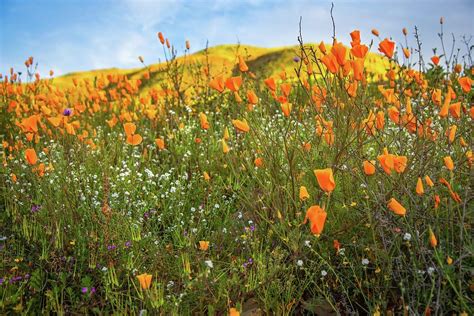 California Poppy Fields Photograph by Rebecca Herranen - Fine Art America