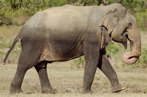 Discover-SriLanka: SRI LANKA - WILD ELEPHANTS [ YALA NATIONAL PARK ]