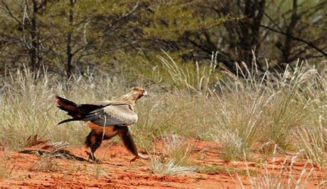 Check out Australian desert animals in the Simpson Desert #desert # ...