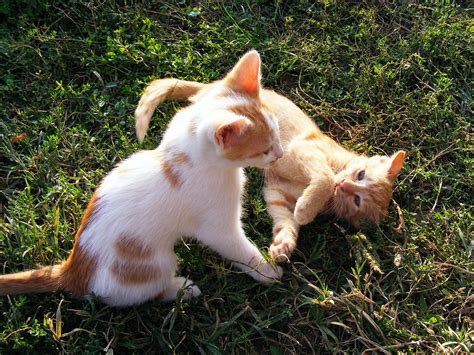 Kittens Playing Animals - Free photo on Pixabay - Pixabay