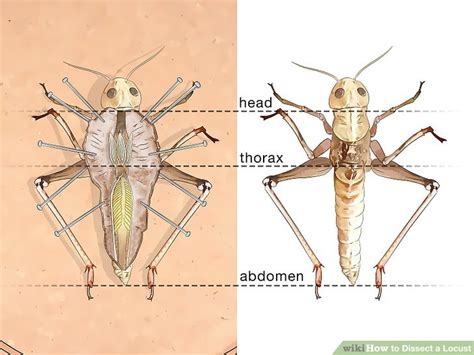 How to Dissect a Locust: 14 Steps (with Pictures) - wikiHow