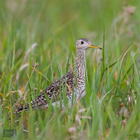 Upland Sandpiper Portrait | Dryhill Grasslands - Arcadia Dunes Nature Preserve, Michigan | Focus ...