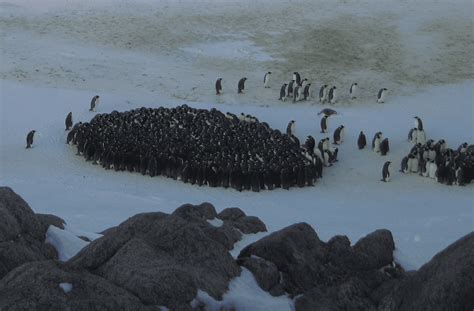 Huddling emperor penguins undergo phase transition – Physics World