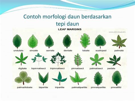 22+ Bentuk Tulang Daun, Motif Populer!