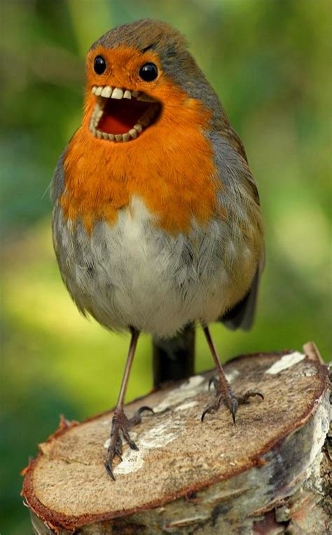 chirp chirp | European robin, Pet birds, Beautiful birds