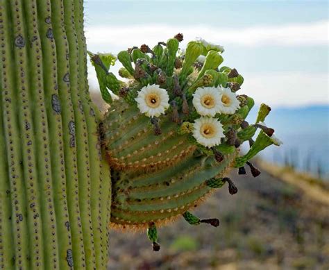 The Complete Saguaro National Park Camping Guide - Beyond The Tent