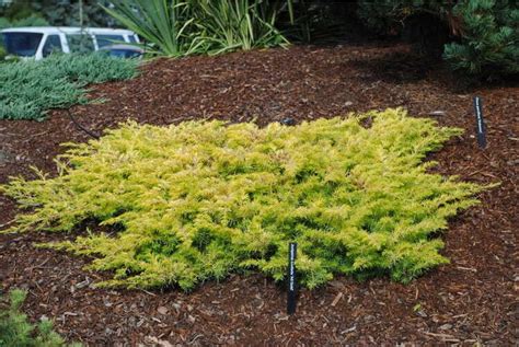 5 Shore Juniper Landscaping Use Ideas