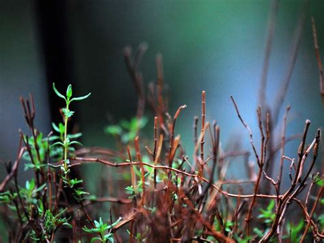 Thyme - growing, pruning, harvesting and caring for thyme