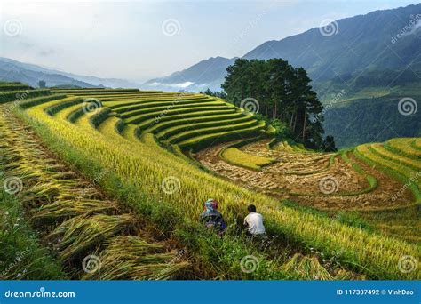 Terraced Rice Field in Harvest Season with Farmers Harvesting on Field in Mu Cang Chai, Vietnam ...