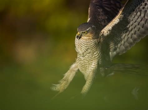 Sparrowhawk | Sussex Wildlife Trust