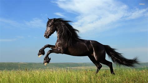 🔥 [74+] Black Horse Wallpapers | WallpaperSafari