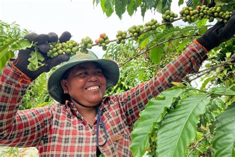 Lam Dong Coffee Farms: Unveiling Vietnam's Coffee Paradise - Helena Coffee Vietnam