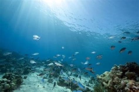 10 Interesting Marine Biome Facts | My Interesting Facts