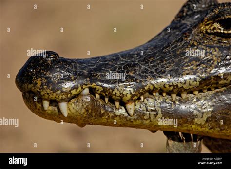 Caiman crocodylus, Pantanal , Brasil Stock Photo - Alamy