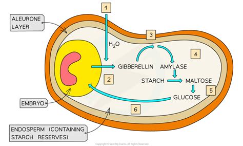 Cytokinins-Biosynthesis,Transport, Mechanism of action