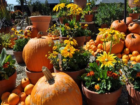 🔥 [40+] Pumpkin and Fall Flower Wallpapers | WallpaperSafari