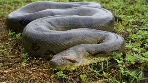 Do Anacondas Eat Sloths? - Survival in the Amazon - Animal Hype