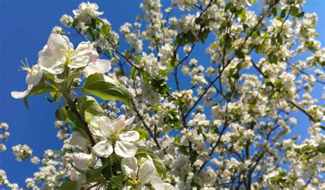 5 Best Spring Flowering Trees For Connecticut - Barts Tree Service