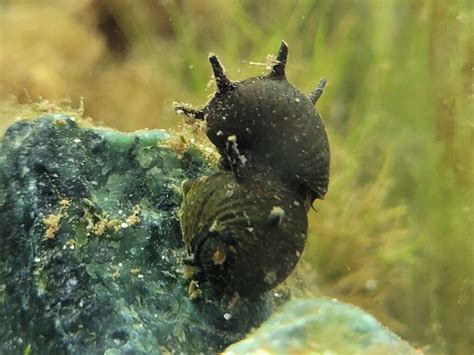 13 Common And Rare Types of Nerite Snails - The Aquarium Keeper