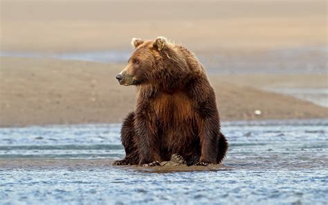 Wallpaper ID: 794146 / vertebrate, brown Bear, river, water, grizzly bear, mammal, animal, brown ...