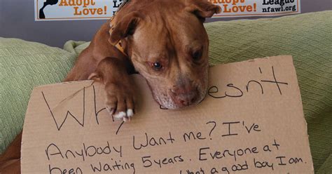 Viral photo gets New York shelter dog Chester adopted after 5 years - CBS News