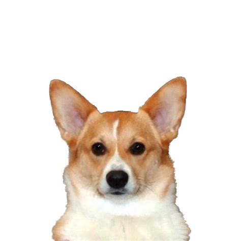 Corgi clipart transparent background, Corgi transparent background Transparent FREE for download ...