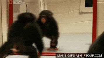 Monkey Jumping GIF - Find & Share on GIPHY