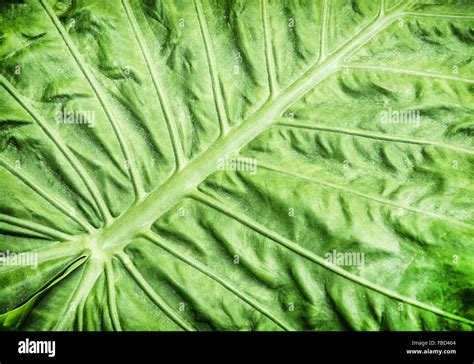 Colocasia esculenta is a tropical plant grown primarily for its edible ...