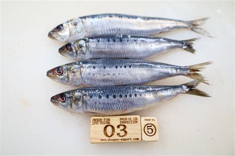 Pacific Sardine