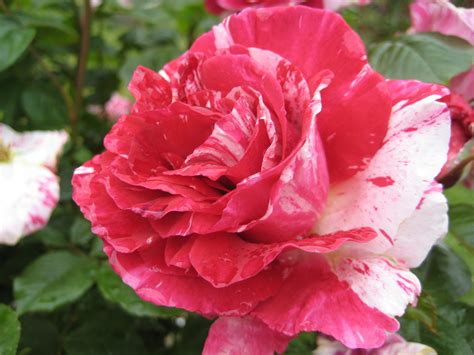 File:Rose Flowers.JPG - Wikimedia Commons