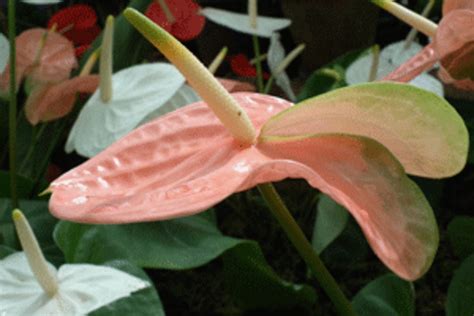 Pink Peace Lily: Is That What This Is? - HorticultureHorticulture