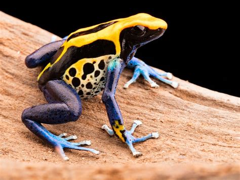 Poison Dart Frog Coloration Conceals As Well As Warns - Reptiles Magazine