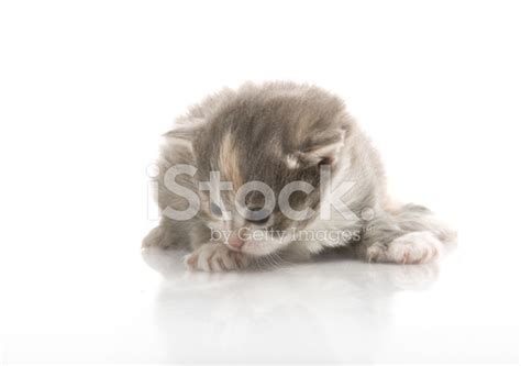 Little Fluffy Kittens Playing Stock Photo | Royalty-Free | FreeImages