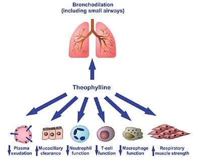 Theophylline — Medlibes: Online Medical Library