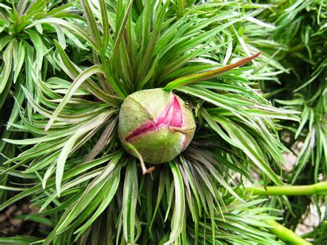 Cool Plants: The Fern-leaf Peony