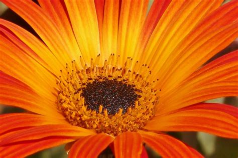 wallpaper flower, petals, orange, close-up HD : Widescreen : High Definition : Fullscreen