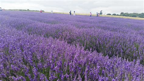 Lordington Lavender Garden - 🏅TravBlog.com - Travel tips, things to do and manymore