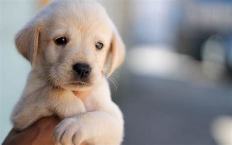 sad labrador retrievers puppy picture - Dog Breeders Guide