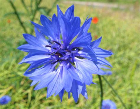 歐森 │Health & Beauty: 矢車菊 充滿生命力的藍色花朵