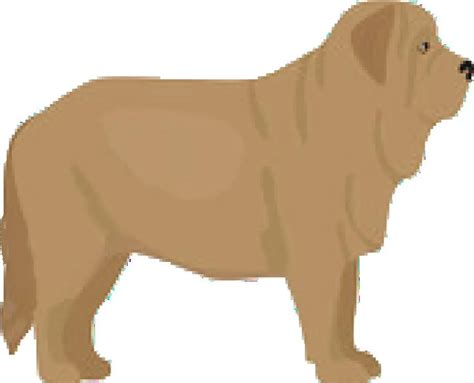 Spanish Mastiff Facts You Should Know (with Pictures).