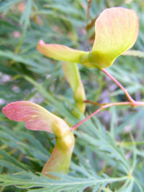 Acer palmatum seed pods London Garden, Acer Palmatum, Seed Pods, Seeds ...