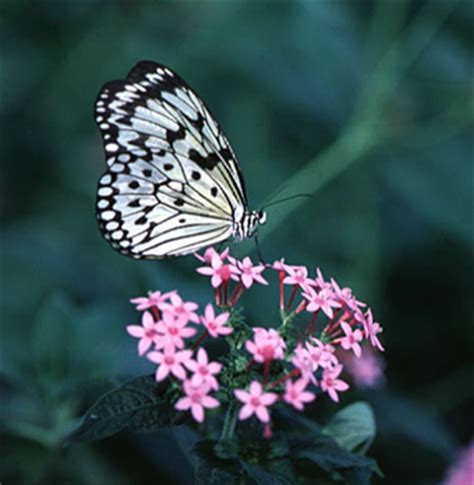 Rare Butterflies - Butterflies Photo (27829148) - Fanpop