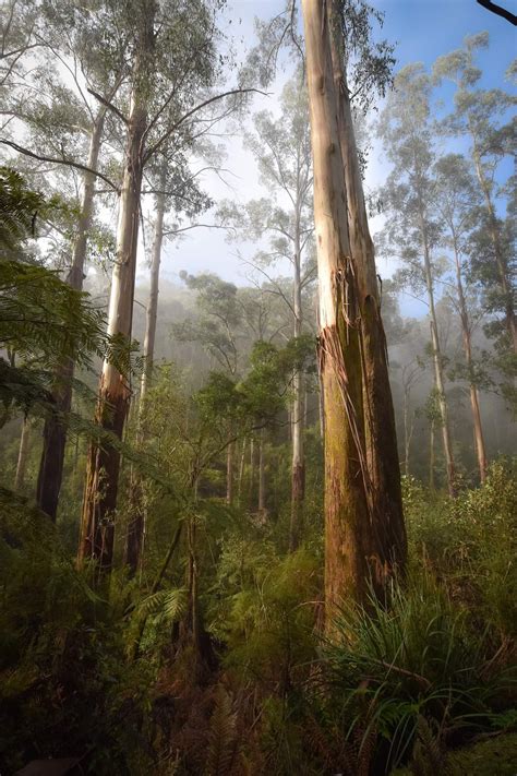 Eucalyptus regnans forest, Paul's Range along Myers Creek road in the ...