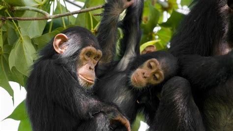 Nyungwe Forest National Park Rwanda | Chimpanzee Trekking in Rwanda