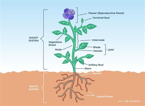 Flower Plant Anatomy Design Vector Download
