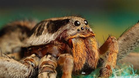 Wolf Spiders Wallpapers - Wallpaper Cave