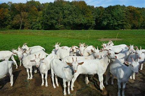 Starting a Goat Farming Business For Beginners | Agri Farming