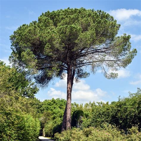 Pinus pinea (Italian Stone Pine, Parasol Pine, Roman Pine, Stone Pine ...