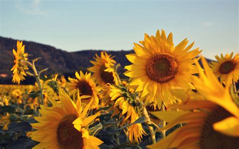 15 Excellent sunflower wallpaper aesthetic computer You Can Use It Free ...