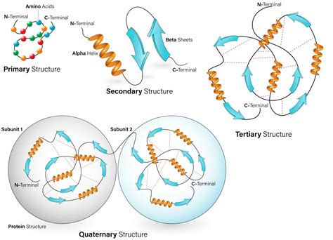 Mitochondrial Function, ATP Production, Protein Folding & Molecular Hydrogen - Hydrogen Biology ...